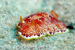 Red-Spotted Nudibranch taken @ Kahe state park on Oahu in... by Stuart Ganz 